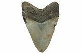 Fossil Megalodon Tooth - North Carolina #328261-1